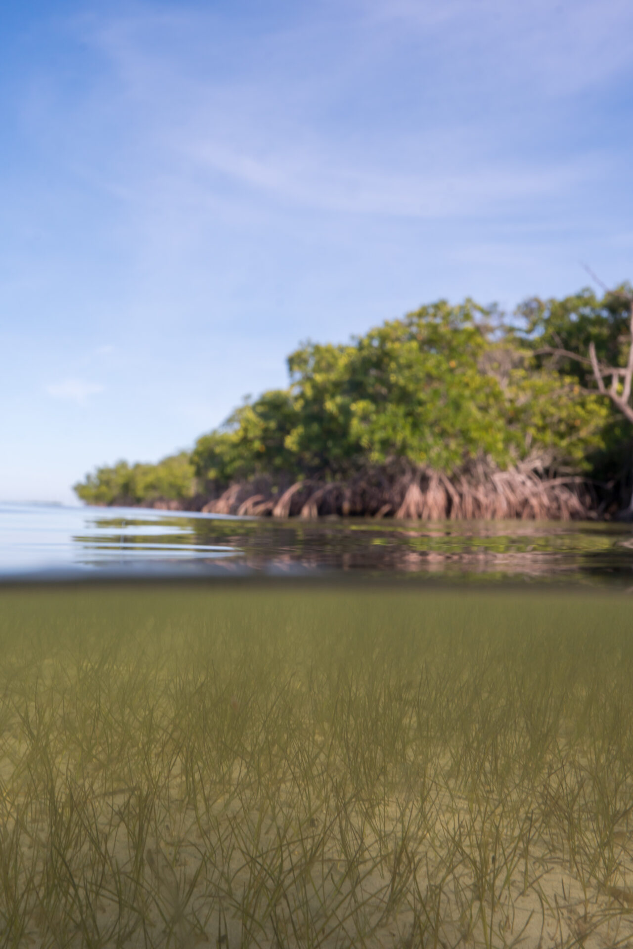 An over-under water image of mangroves and sea grass taken in the florida keys