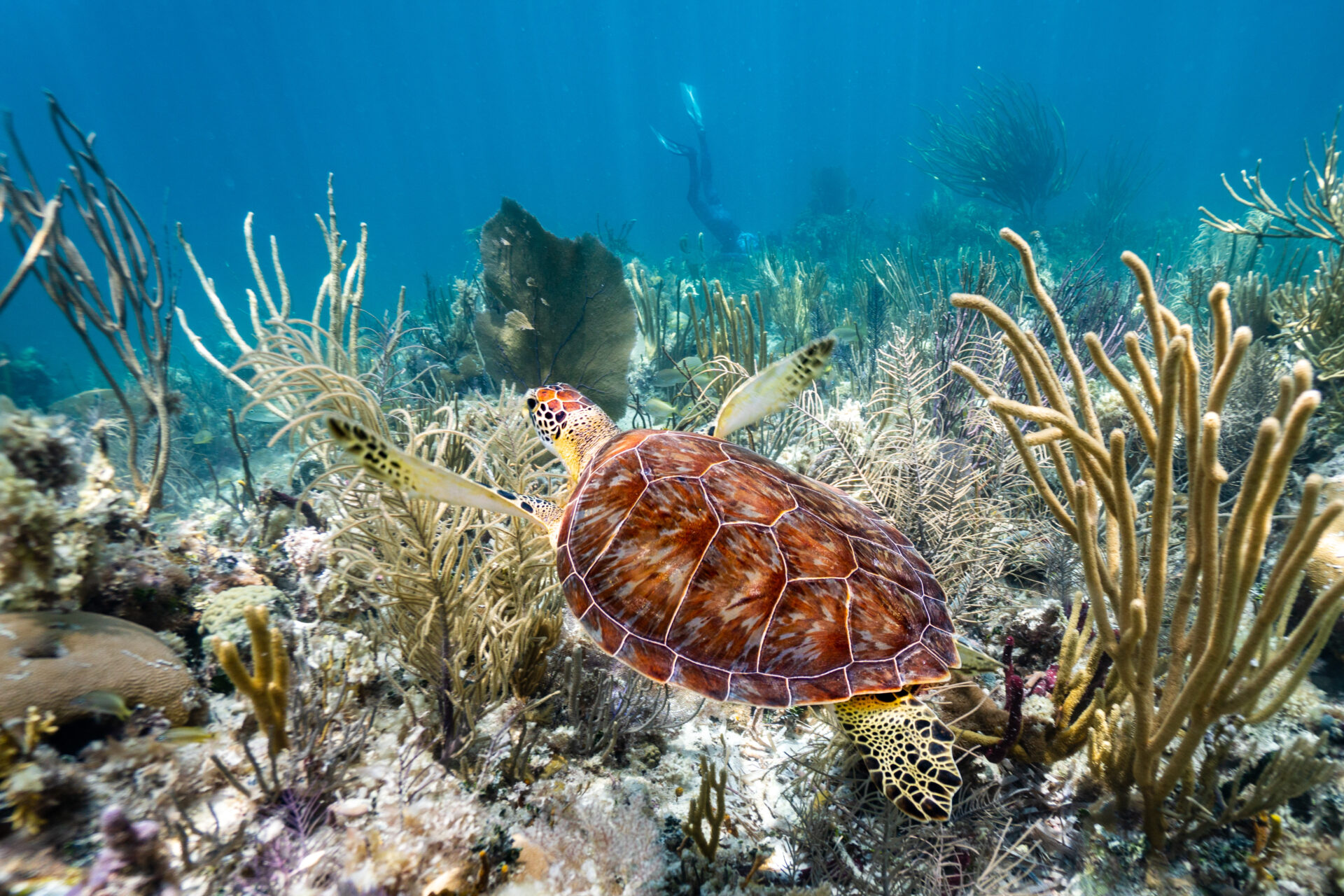 Image of turtle underwater after editing. Van Hook media specializes in underwater photography, bringing out the colors of the underwater world.