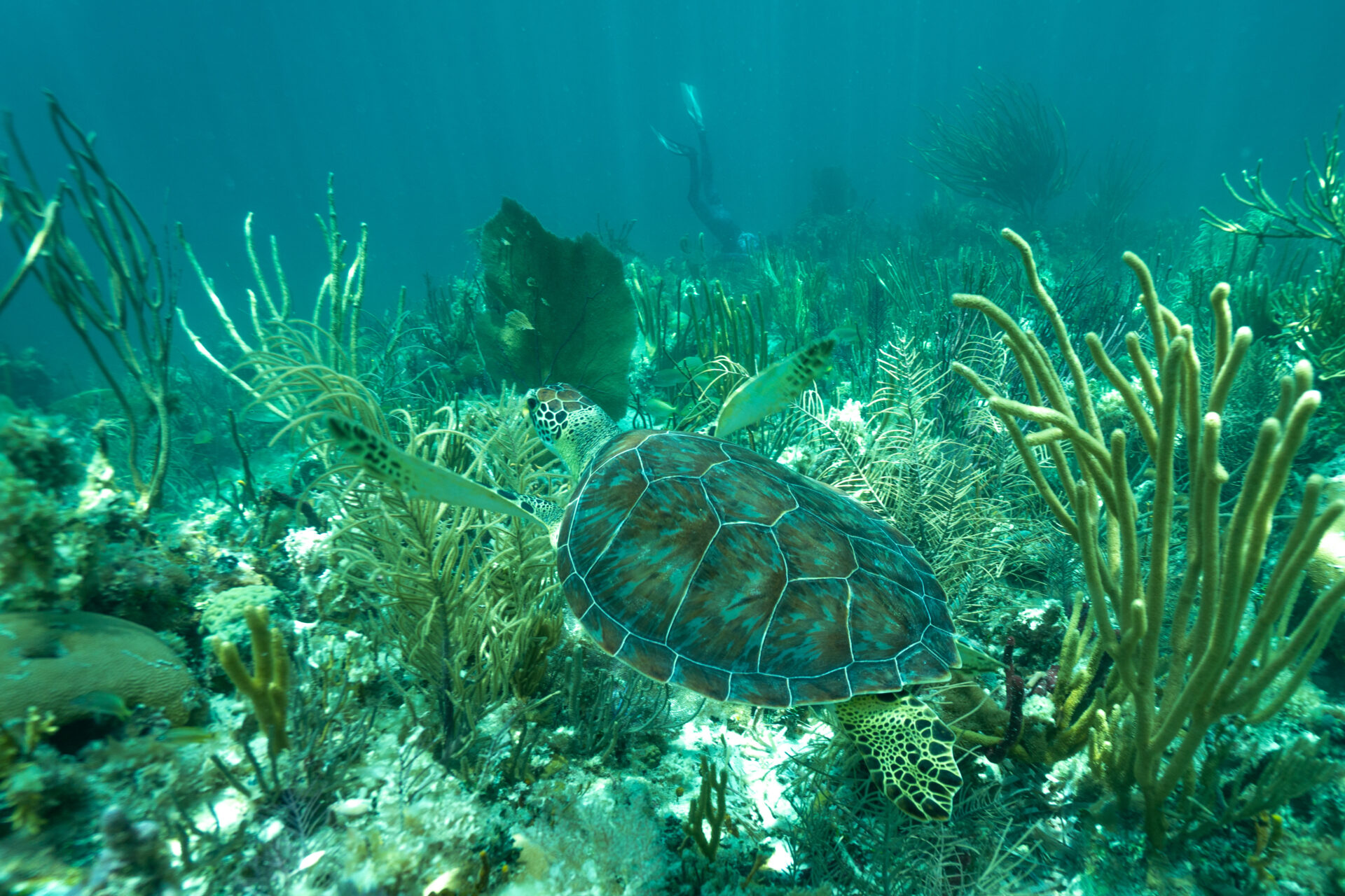 Image of turtle underwater before editing. Underwater Photography requires the most editing of all!